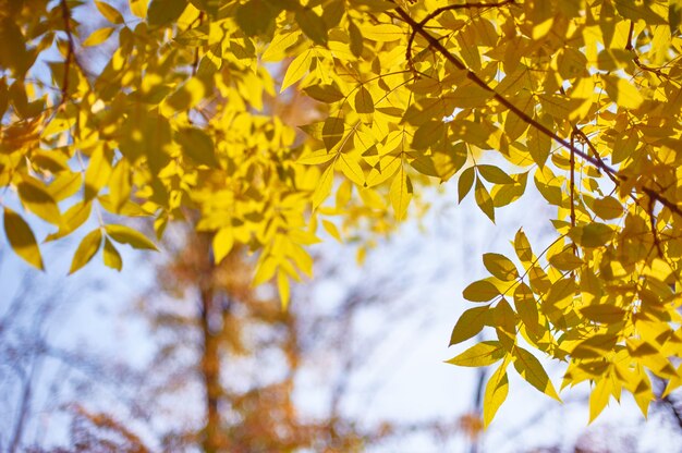 Feuilles de frêne jaune automne dans les rayons du soleil et ciel clair