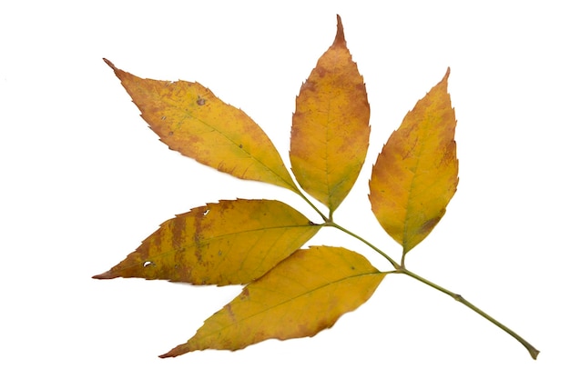 Feuilles de frêne jaune isolé sur fond blanc