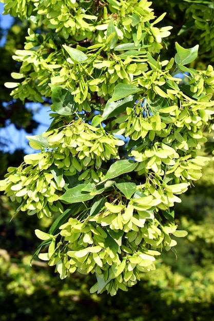 Photo feuilles et fruits de l'érable trident acer buergerianum