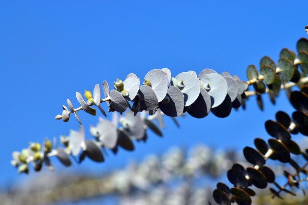 Feuilles et fruits d'Eucalyptus pulverulenta sur une petite branche et avec un ciel bleu