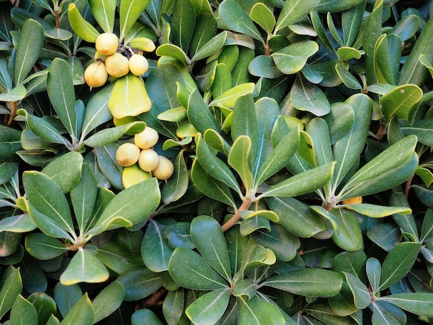 Feuilles et fruits de ficus Contexte Gros plan