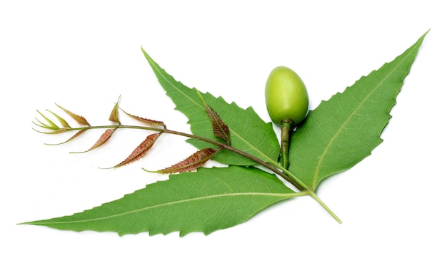 Photo feuilles et fruits médicinaux de neem