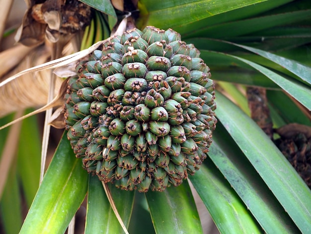 Feuilles et fruits de Pandanus utilis