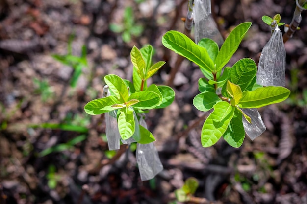 Feuilles germées de goyavier Semis de goyave alignés dans la pépinière