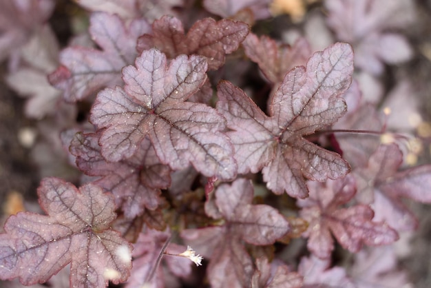 Feuilles de geyhera violet dans le jardin en été avec un gros plan