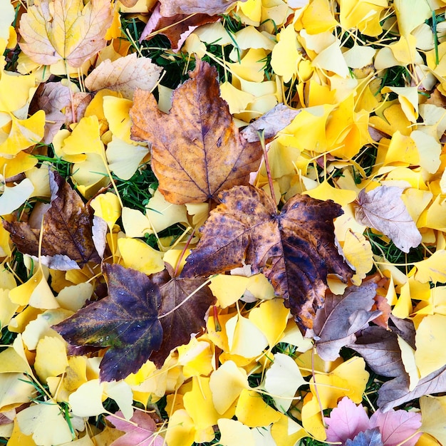 Photo feuilles de ginkgo biloba et feuilles d'érable gisant sur le sol feuillage brun jaune et bordeaux ginkgo et érable automne dans le parc ou la forêt de la ville fond coloré sur le thème de l'été indien