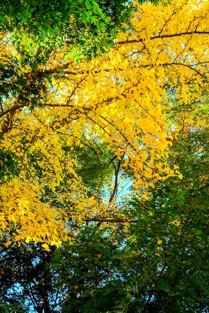 Feuilles de Ginkgo jaune