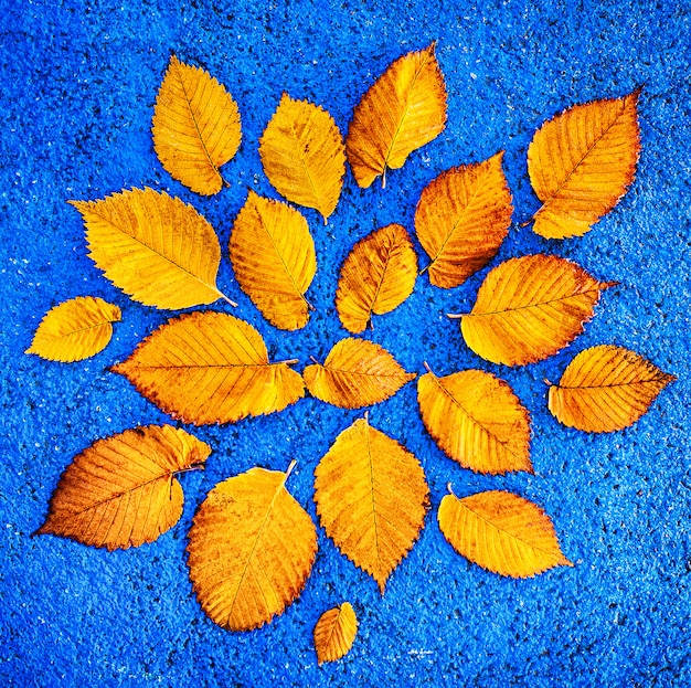 Feuilles de ginkgo jaunes sur fond bleu