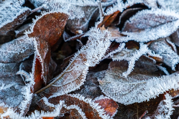 Feuilles givrées avec givre brillant dans le parc forestier enneigé feuilles tombées couvertes de givre et dans la neige