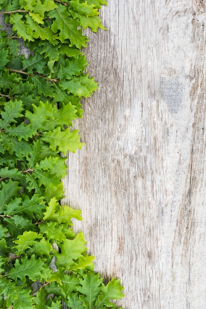 Feuilles de gland fraîches vertes sur une table en bois