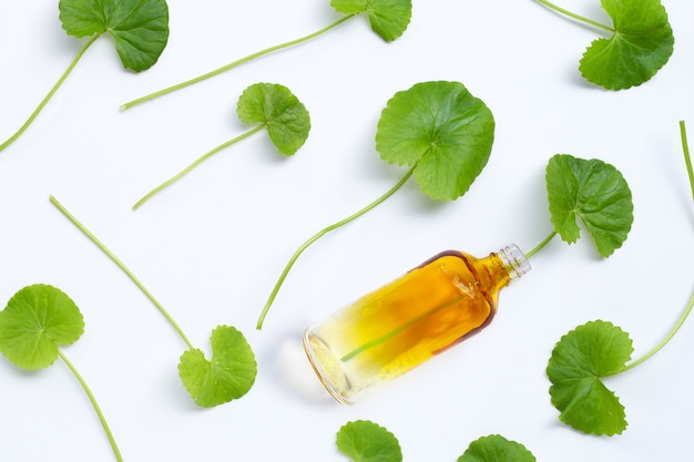 Feuilles de gotu kola avec bouteille sur fond blanc.