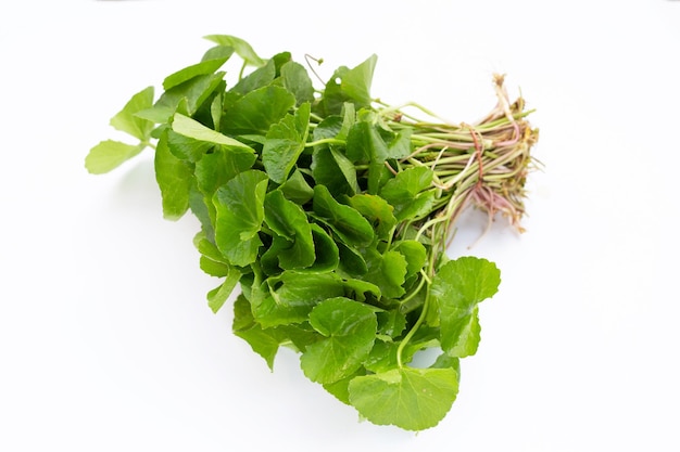 Feuilles de Gotu Kola sur fond blanc