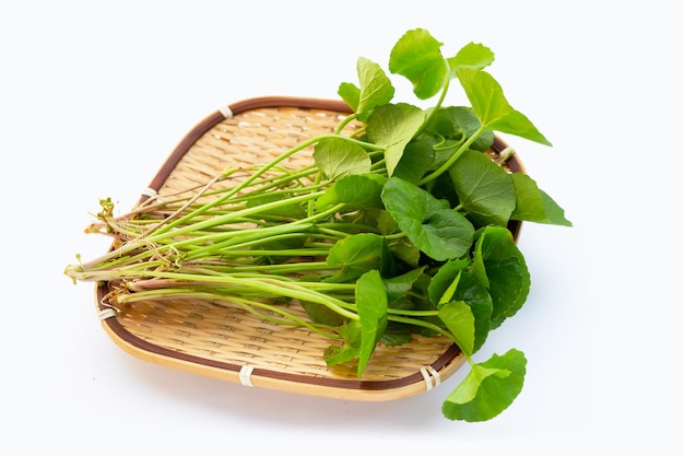 Feuilles de Gotu Kola sur fond blanc