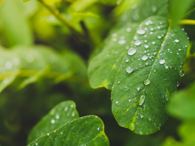 Feuilles Gouttes de Pluie