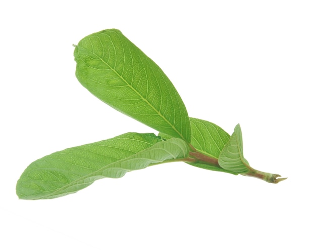 Feuilles de goyave isolées sur fond blanc.