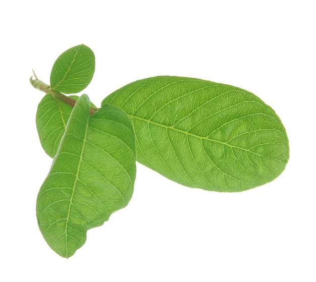 Feuilles de goyave isolées sur fond blanc.