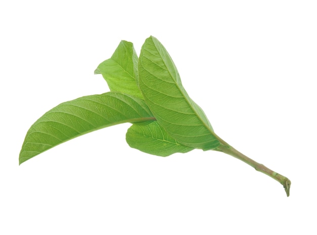 Feuilles de goyave isolées sur fond blanc.