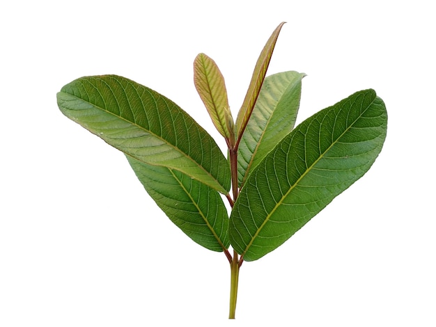 Feuilles de goyave vert isolé sur fond blanc