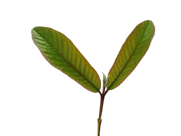 Feuilles de goyave vert isolé sur fond blanc