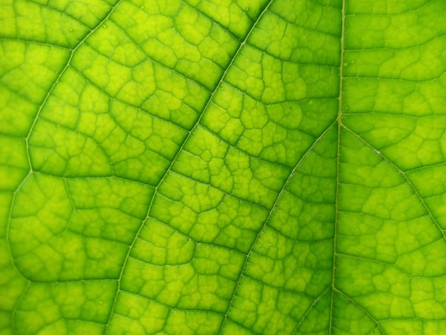 Feuilles Gros Plan Macro Vert Chlorophylle Nature Texture Fond
