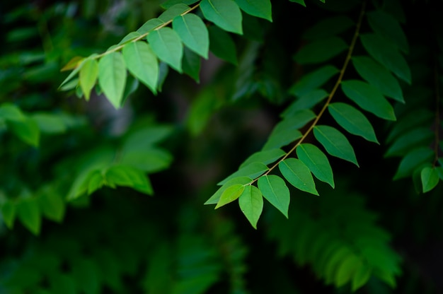 Feuilles de groseille verte naturelle