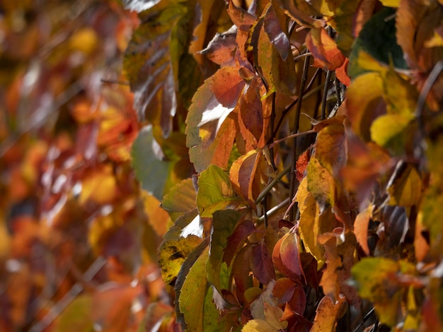 Feuilles de haie jaune en automne