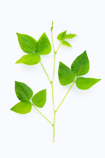 Feuilles de haricots ailés isolés sur une surface blanche