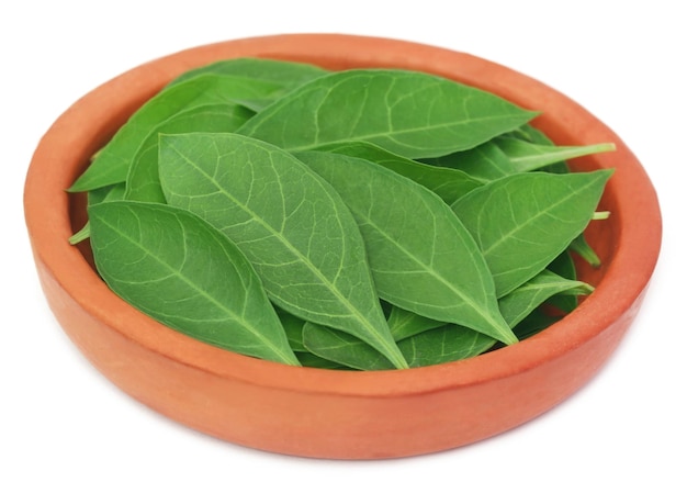 Feuilles de henné dans une poterie sur fond blanc