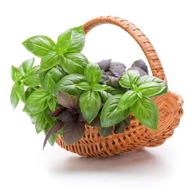 Feuilles d'herbe de basilic doux tas dans le panier en osier isolé sur fond blanc découpe