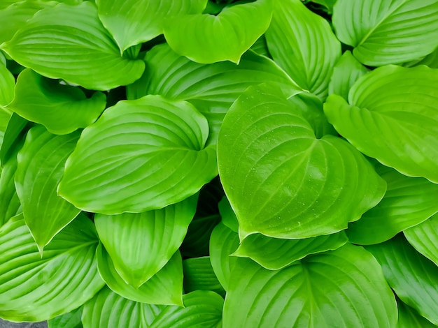 Feuilles d'herbe de fond naturel vert