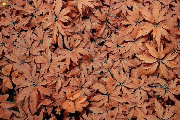 Feuilles d'herbe jaune vue de dessus champ sauvage été indien / paysage automne vue sur la nature