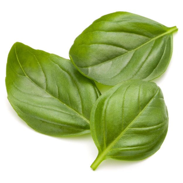 Feuilles d'herbes de basilic doux isolés sur fond blanc libre