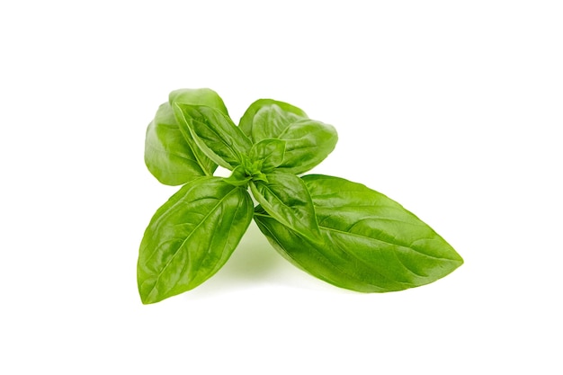 Feuilles d'herbes basilic isolé sur fond blanc