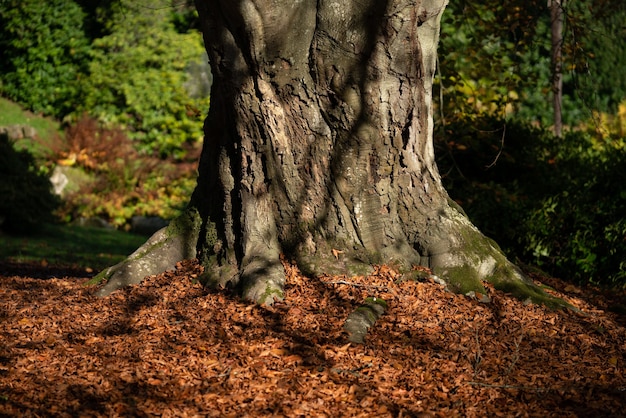 Feuilles de hêtre en automne