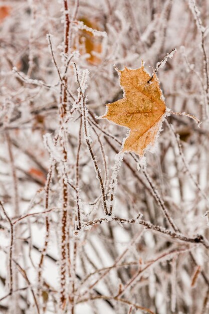 Feuilles d'hiver couvertes de neige et de givre