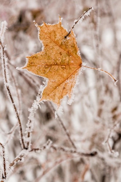 Feuilles d'hiver couvertes de neige et de givre