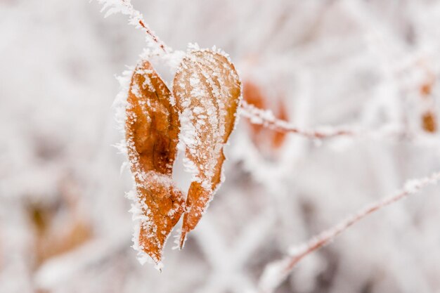 Feuilles d'hiver couvertes de neige et de givre