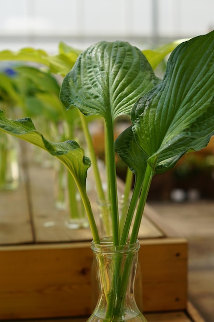 Photo des feuilles d'hosta dans un vase en verre transparent