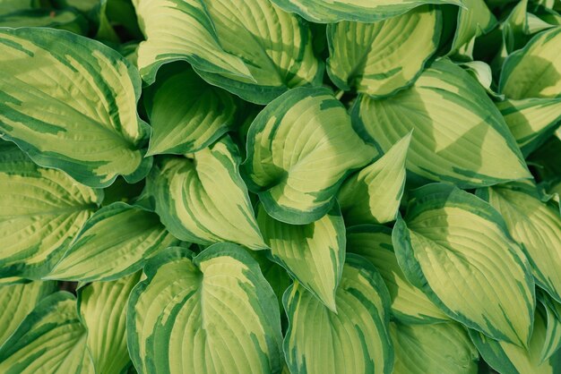 Feuilles d'hosta vert vif fond naturel