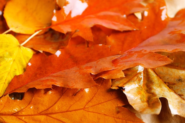 Les feuilles humides colorées de l'automne en arrière-plan