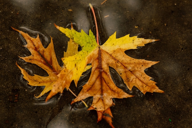 Feuilles humides. Feuilles d'automne sur le trottoir. Automne doré