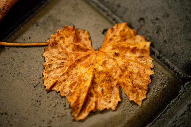 Feuilles humides. Feuilles d'automne sur le trottoir. Automne doré