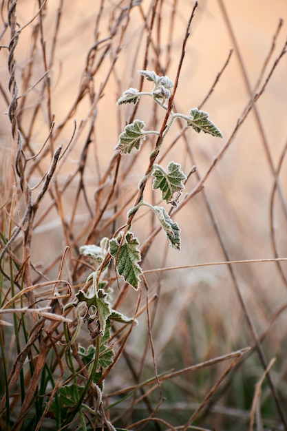 Feuilles humides et givrées par temps froid