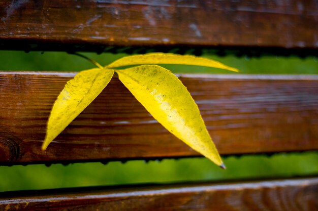 Feuilles humides jaunes sur un banc dans le parc