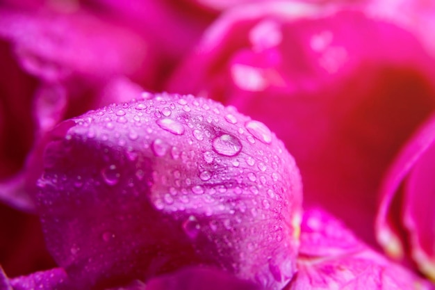 Feuilles humides de rose sauvage rose avec des gouttes d'eau
