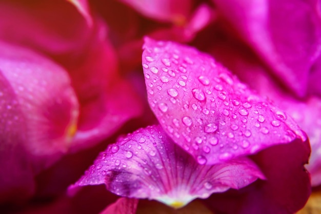 Feuilles humides de rose sauvage rose avec des gouttes d'eau