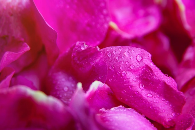 Feuilles humides de rose sauvage rose avec des gouttes d'eau