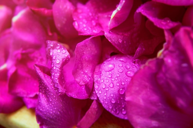 Feuilles humides de rose sauvage rose avec des gouttes d'eau