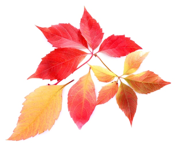 Feuilles isolées sur blanc