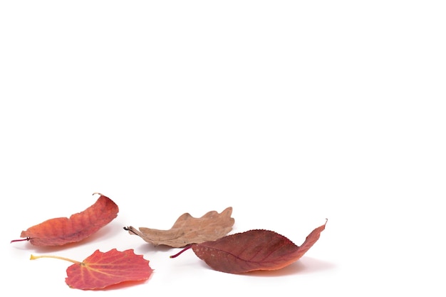 Photo feuilles isolées collection de feuilles d'automne tombées multicolores isolées sur fond blanc